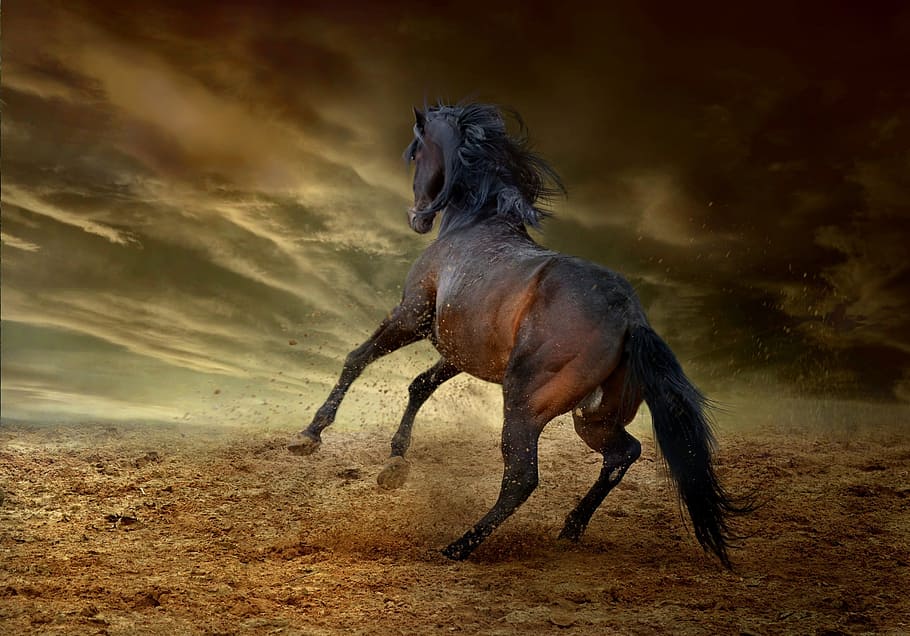 brown, horse, gray, cloudy, sky, equine, run, bucking, dom, wild