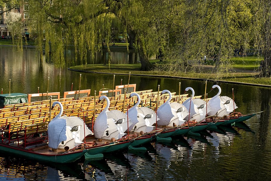 Barcos de cisne, lagoa, parque, navio náutico, lago, água, natureza, rio, reflexão, árvore