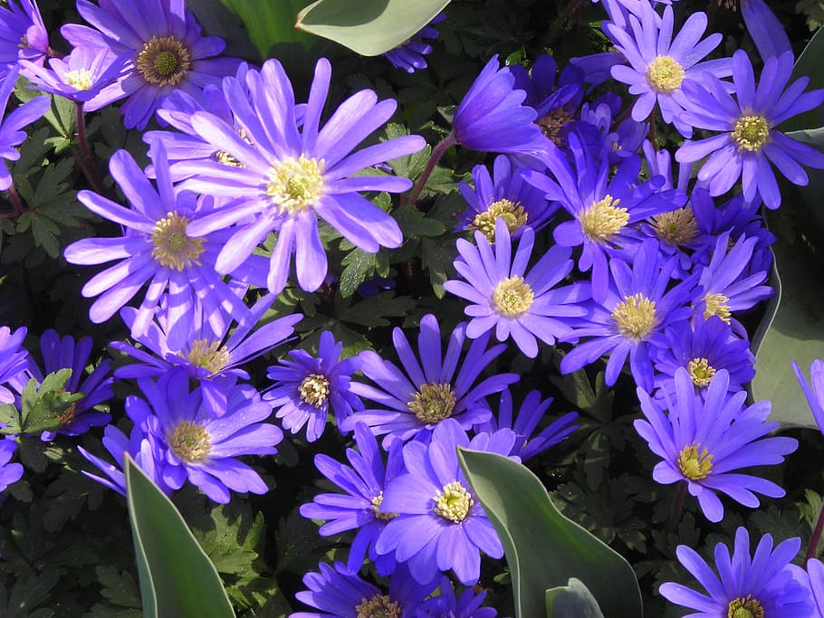 anemones, signs of spring, purple, frühlingsanemone, flower, flowering plant, vulnerability, freshness, fragility, plant