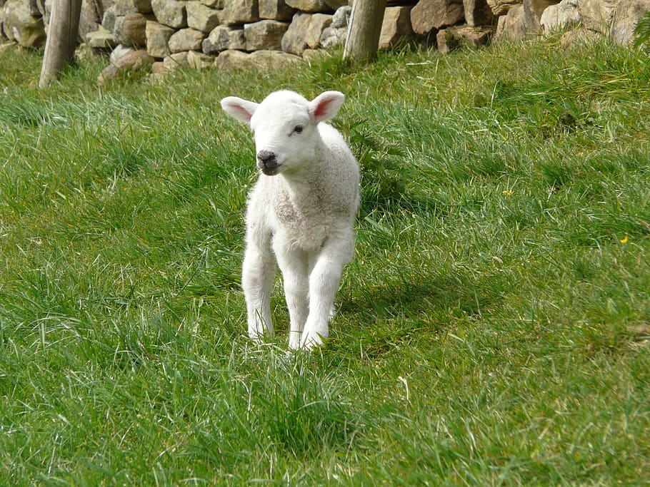 lamb, spring, farm, animal, cute, wool, easter lamb, mammal, grass, domestic