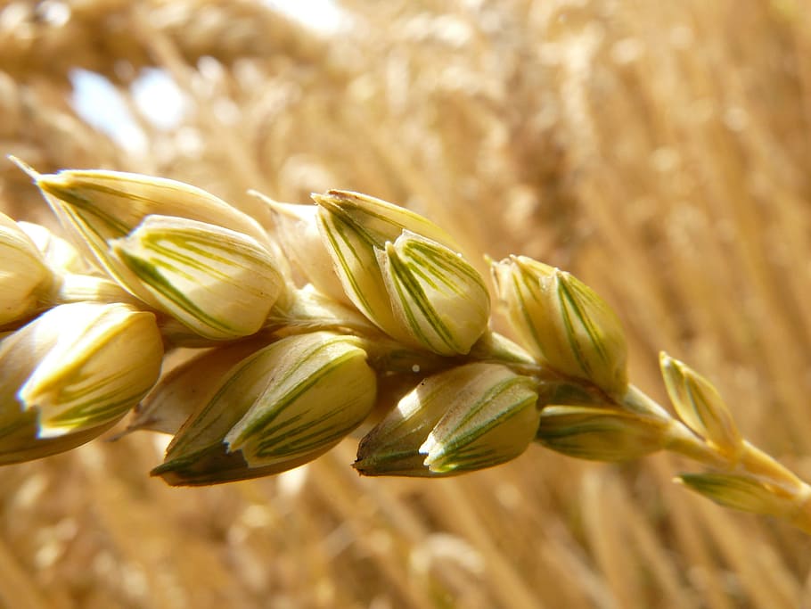 fotografía macro, salvado de trigo, espiga, trigo, cereales, grano, campo, campo de trigo, maizal, planta