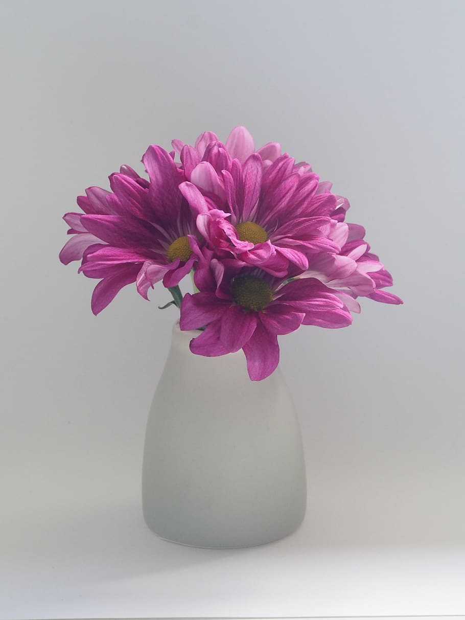 flowers, daisies, vase, flora, fresh, pretty, organice, background, flower pedals, minimalist