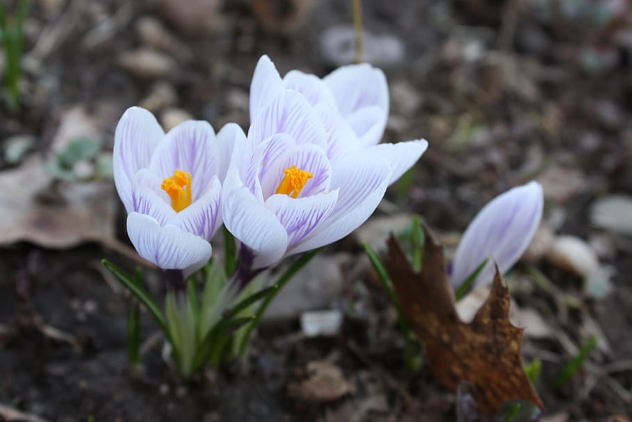 Bunga, Crocus, Spring, Connecticut, alam, di luar rumah, harmoni, daun bunga, kepala bunga, kerapuhan