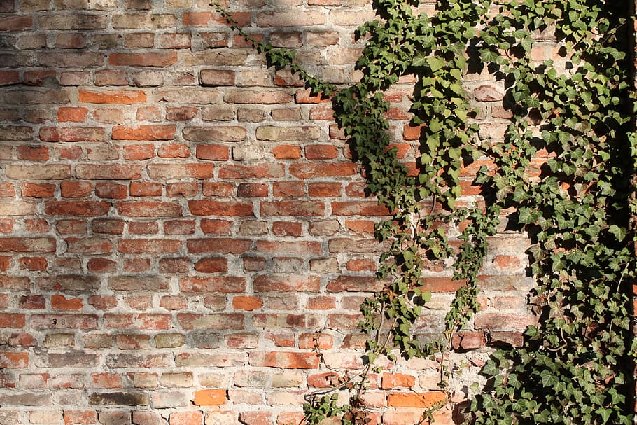 green, leaf plant, brown, green leaf, plant, bricks, wall, bricked, ivy, climber