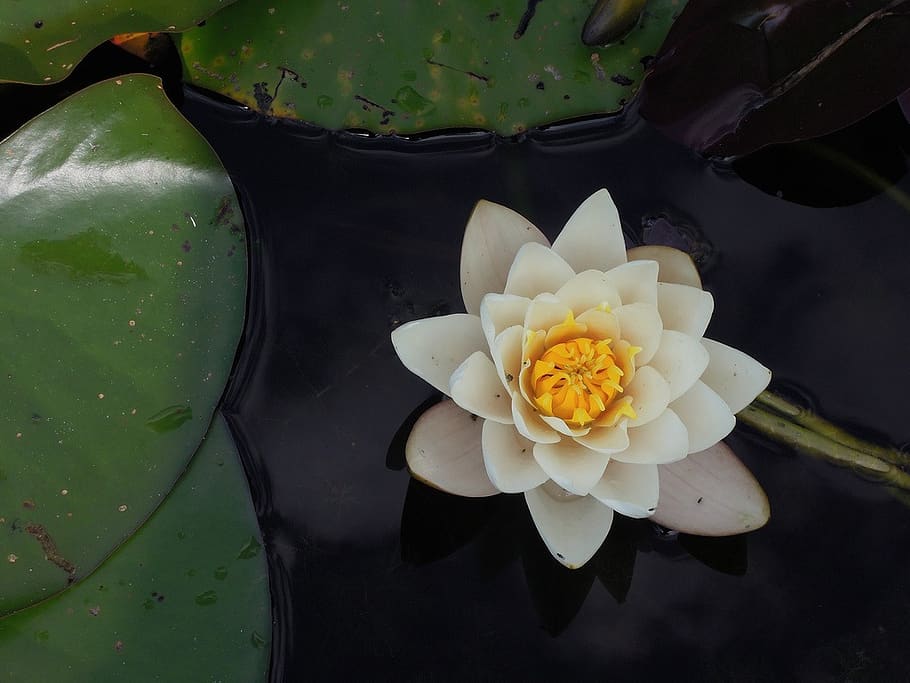 flower, pedals, bloom, leaves, plant, yellow, white, flowering plant, petal, water lily