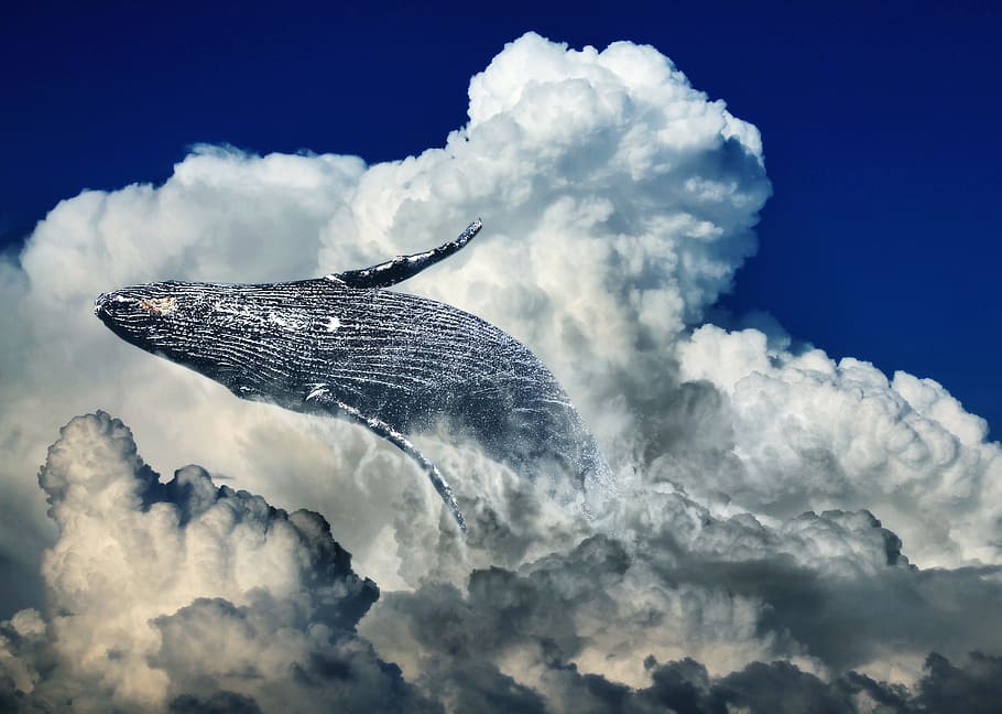 gray, whale, clouds, daytime, wal, jump, humpback whale, fin whale, ocean, mammal