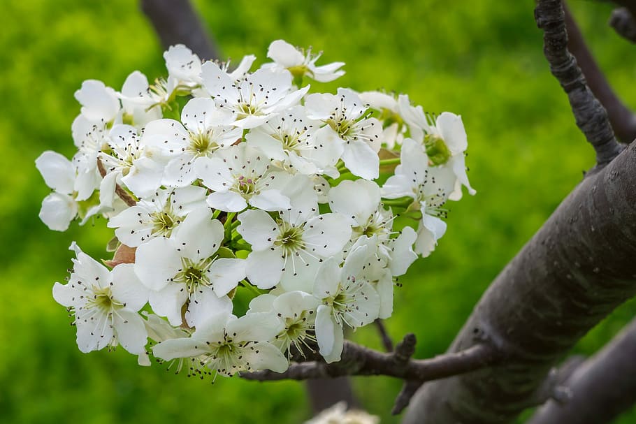 Pear, Flower, Wood, Tree, pear flower, flowers, flower tree, nature, white, spring