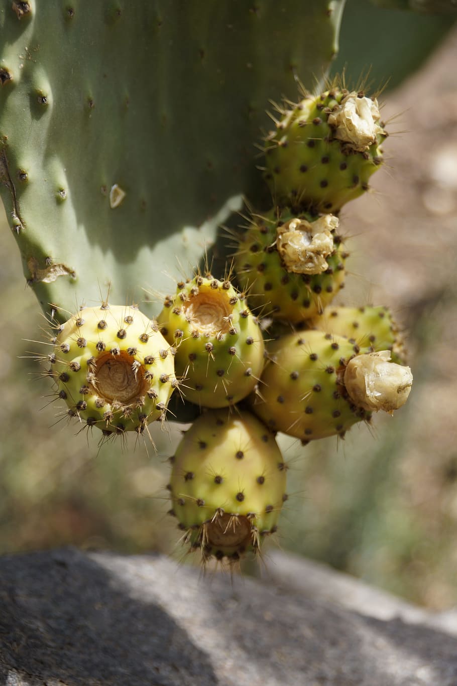 prickly pear, cactus fruit, fruit, nature, puglia, plant, cactus, succulent plant, growth, prickly pear cactus
