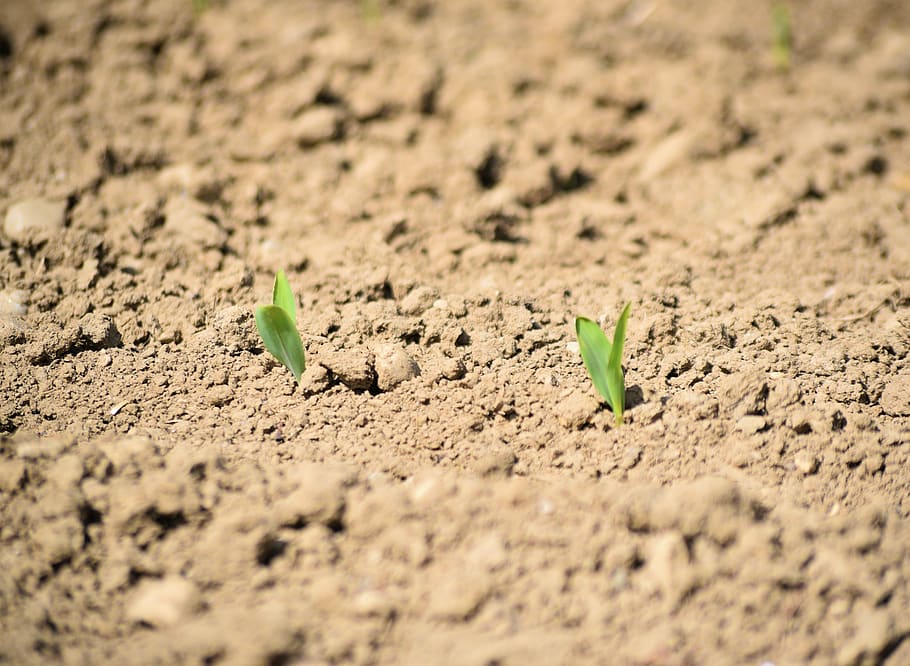agricultural, cereals, sow, sprout, earth, harvest, grain, acres, agriculture, field
