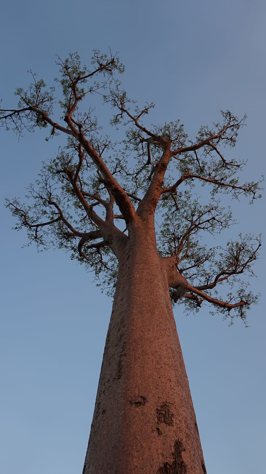 Tree, Baobab, Madagascar, Sky, High, sky, high, tree trunk, branch, outdoors, day