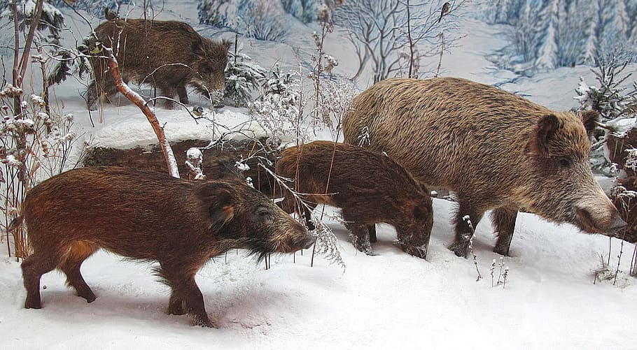 wild boars, rotte, winter, snow, group, mammals, cold, animal, omnivore, paarhufer