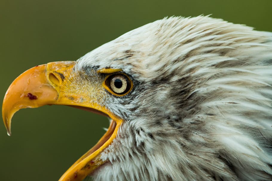 bald, eagle, Bald Eagle, Haliaeetus Leucocephalus, adler, raptor, bird of prey, bird, feather, plumage