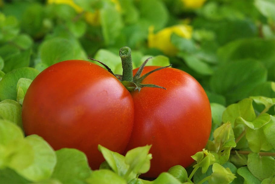 ripe tomato, tomatoes, garden, red, food, vegetables, macro, eat, green, nachtschattengewächs