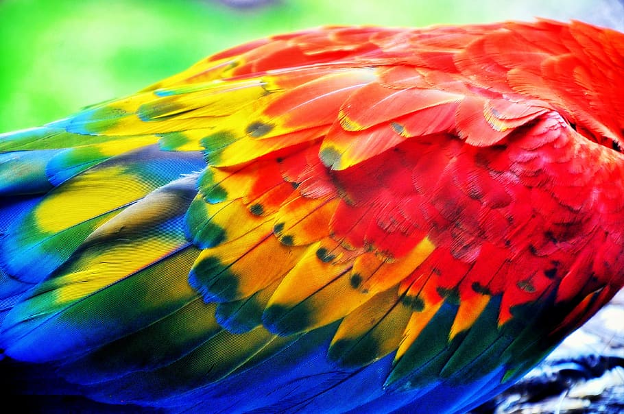 red, blue, bird feathers, pen, parrot, colors, color, ara, wings, detail of