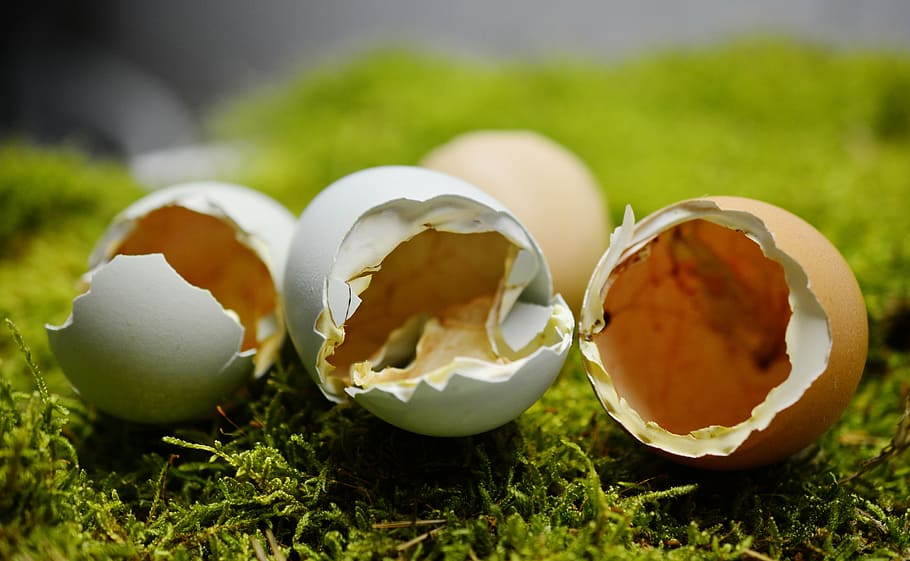 eggshell, hatched, broken up, shell, hatch, chickens, open, country life, chicks, nature