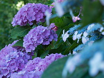 Page 4 - Royalty-free flowers hydrangeas blue photos free download - Pxfuel