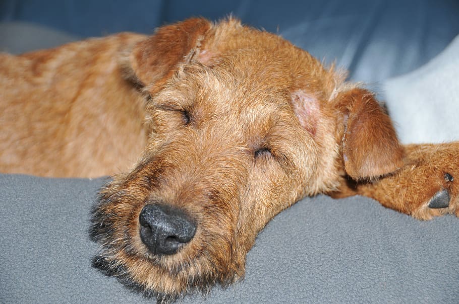 are irish terrier puppies lazy