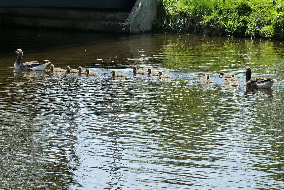 duck boy, spring, duck, ducks, boy, nature, fledglings, pond, outdoor life, water birds