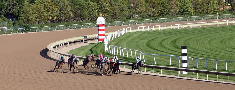carrera de caballos, durante el día, animal, caballo, carreras, carrera, color, competencia, granja, pista