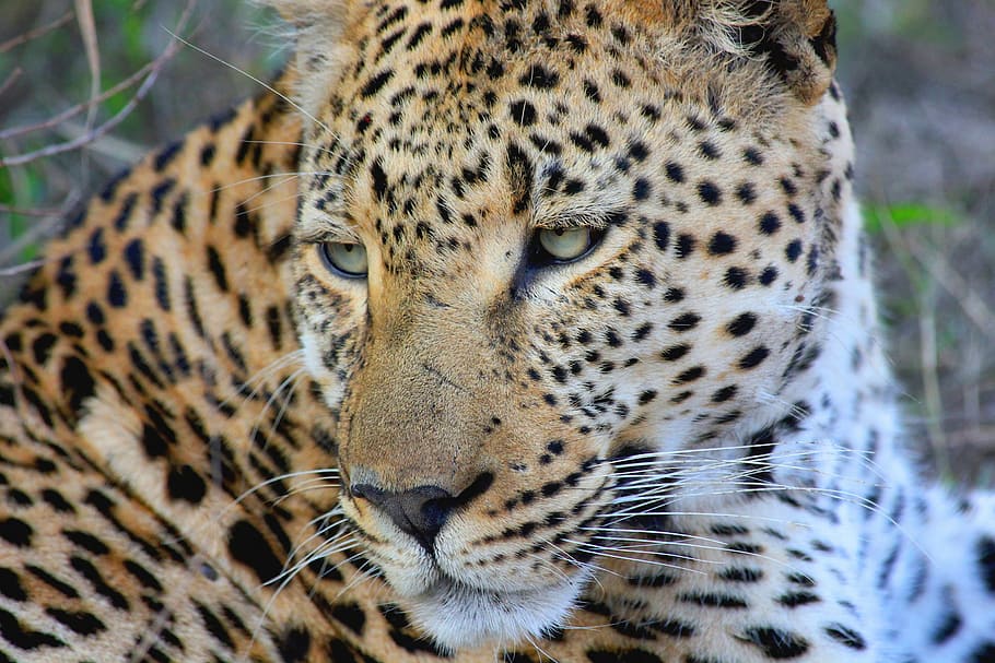 fechar, fotografia, leopardo, sentado, terreno, natureza, animal, animais selvagens, chita, gato