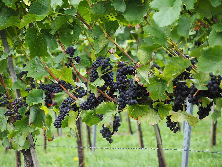 anggur, berry, biru, polong, tanaman merambat, vitis, buah-buahan, winegrowing, perkebunan, pendaki