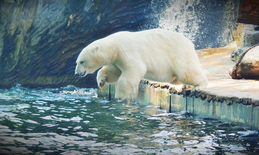 극지, 곰, 물속에 잠기다, 물, 도약, 동물, 자연, 동물원, 프라하 동물원, 북극곰