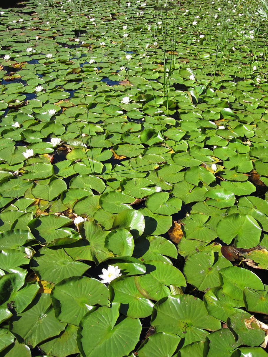 pond, lily, lotus, water, lilypad, nature, green, leaf, plant part, plant