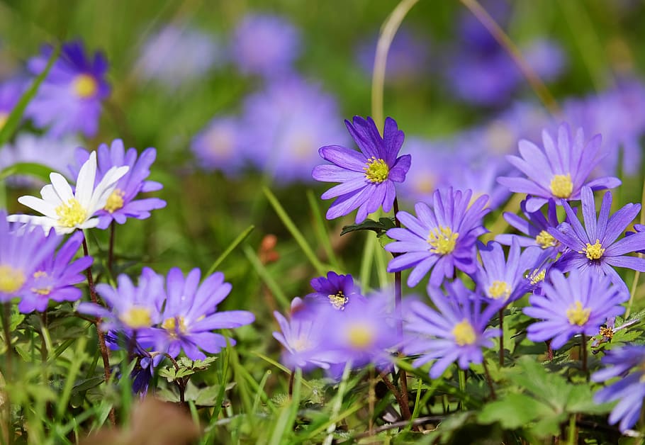 shallow, focus photo, purple, flowers, balkan anemone, anemone, bloom, bright, blossom, violet