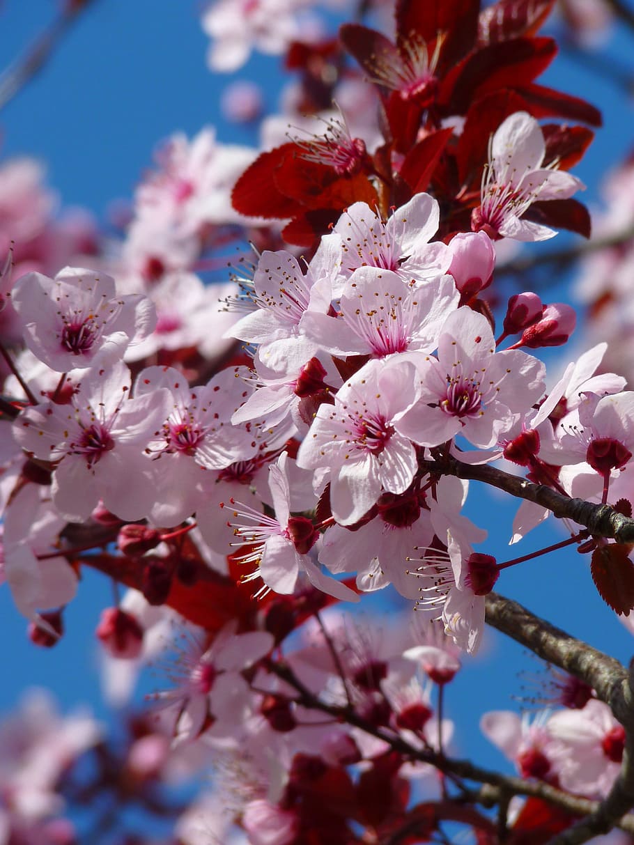 selectivo, fotografía de enfoque, rosa, flores de cerezo, flor de almendro, flor de cerezo, cerezos japoneses, flor, floración, árbol