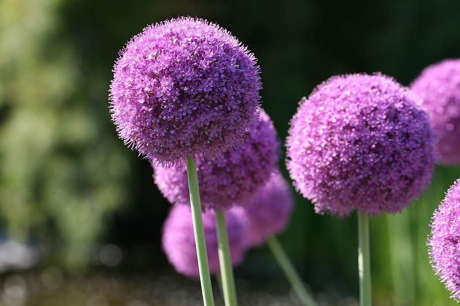 purple, flowers, nature, round, blossom, flora, garden, field, allium, ornamental