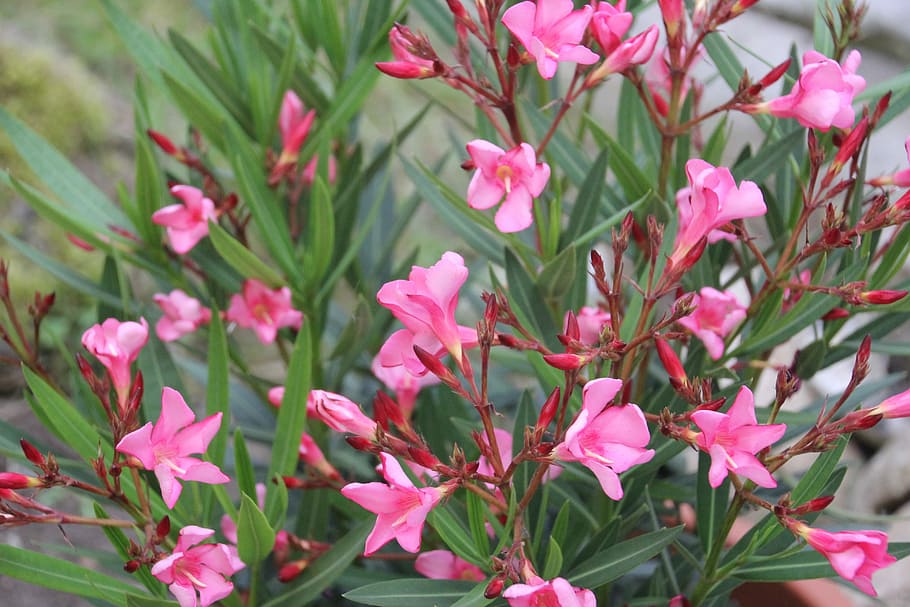 oleander, pink, bush, plant, flower, flowering plant, pink color, beauty in nature, growth, freshness