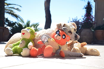 dog-stuffed-animals-play-pet-royalty-free-thumbnail.jpg