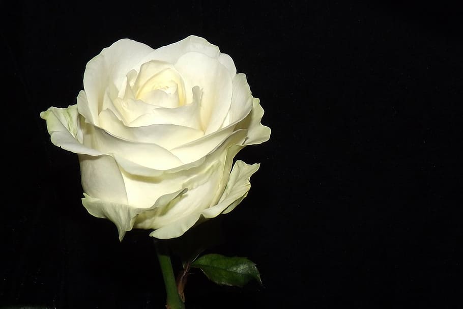 mawar putih, mawar, putih, mekar, mawar - Bunga, alam, daun bunga, bunga, tanaman, Kepala bunga