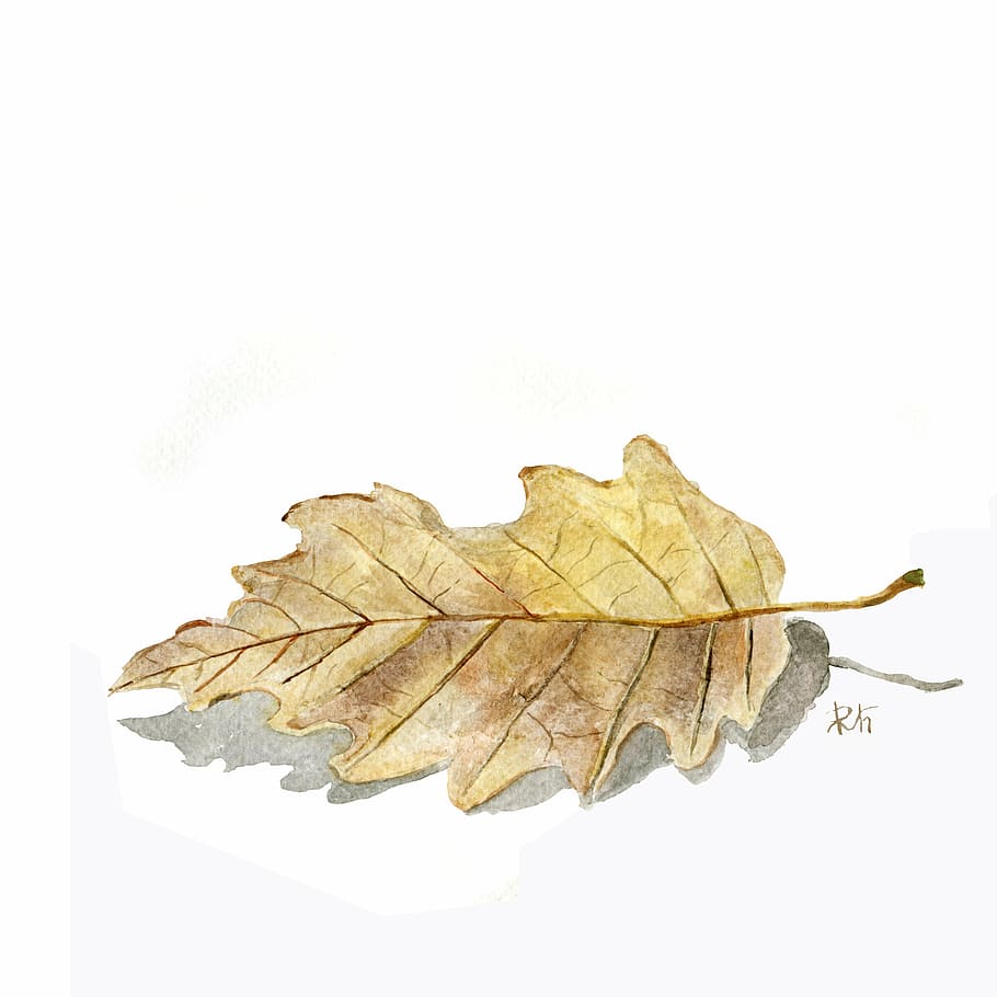 brown dry leaf, watercolor, leaf, autumn, nature, autumn leaves, forest, season, dry, tree