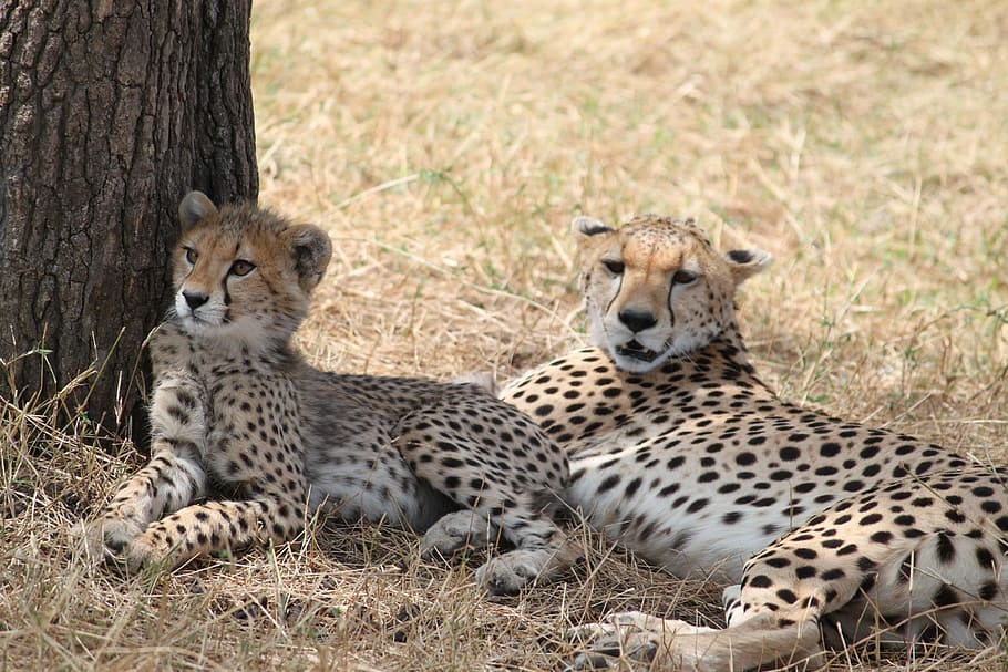 guepardo, áfrica, safari, fauna, animal, naturaleza, kenia, tanzania, desierto, gato