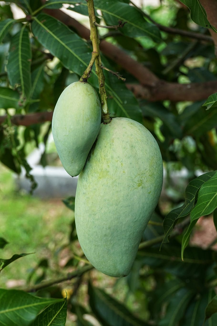 growing, green, mango, hanging, fruit, food, nature, tree, leaf, agriculture