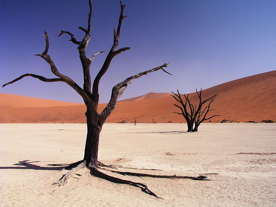 black, bare, trees, desert, blue, sky, daytime, drought, dry, sand