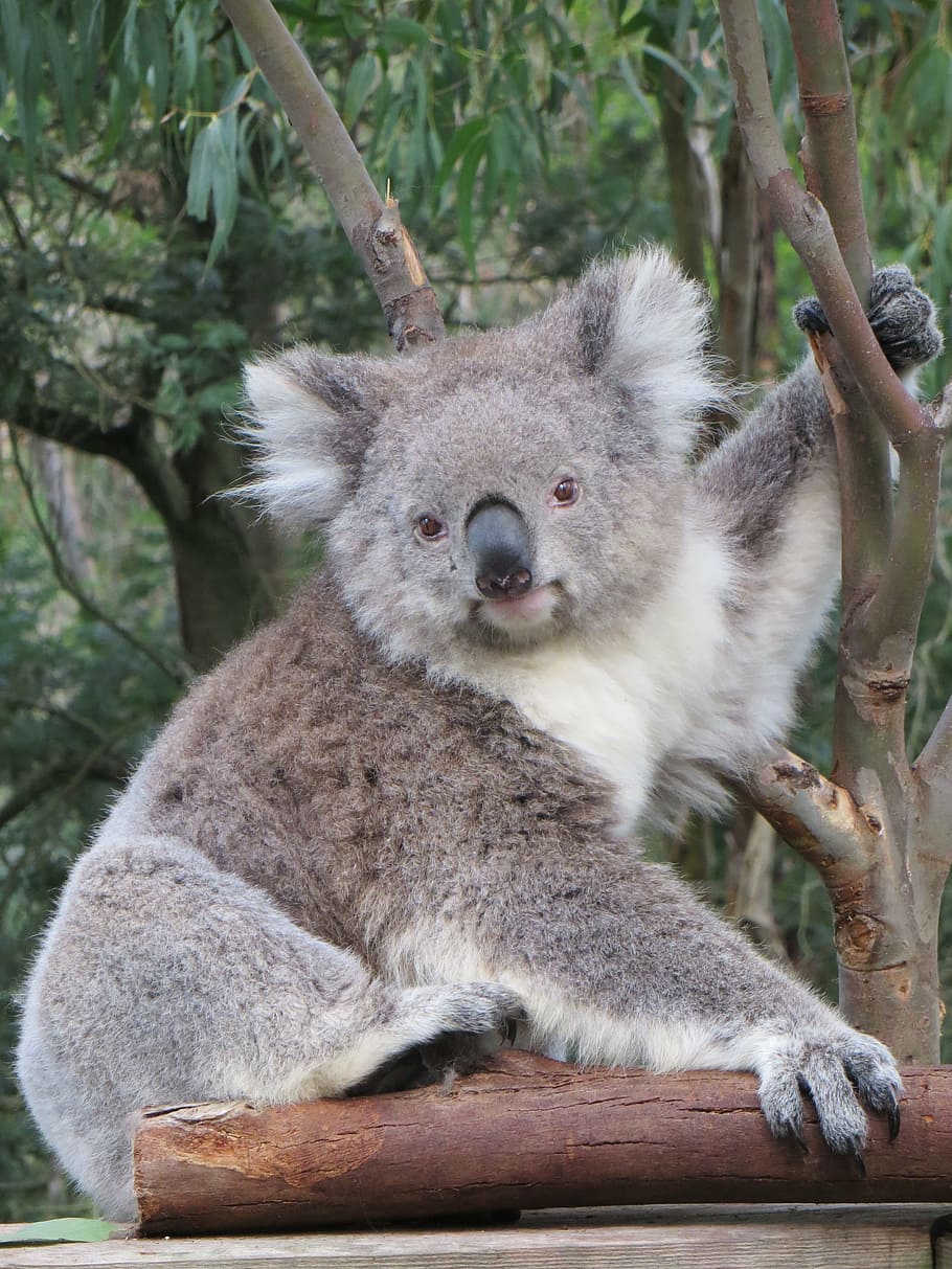 abu-abu, koala, beruang, pohon, siang hari, australia, margasatwa, hewan, alam, berkantung