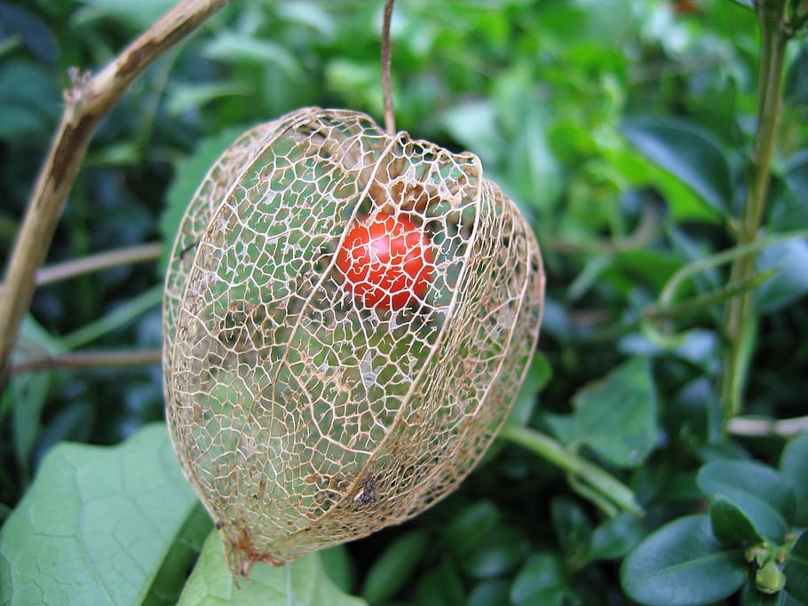 round red fruit, lampionblume, braid, berry, ripe, physalis alkekengi, ornamental plant, bladder cherry, physalis, nachtschattengewächs
