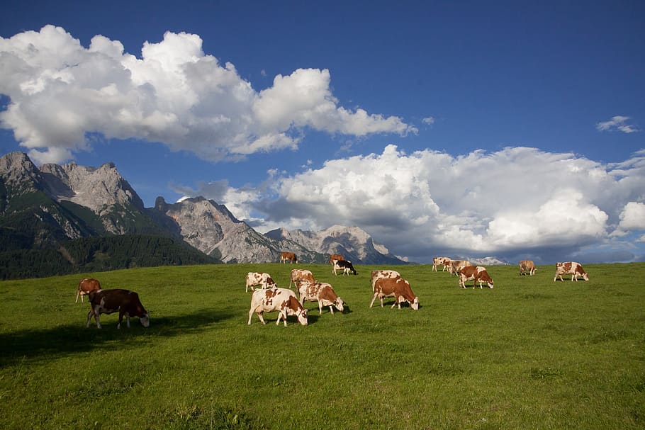 herd, cows, daytime, alm, pasture, mountains, clouds, cow, summer, landscape