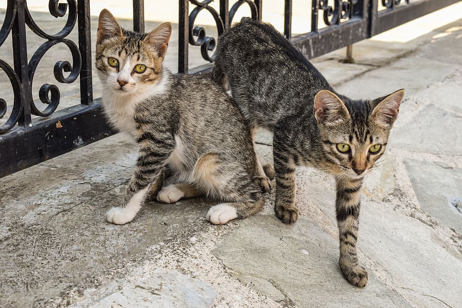 cats, young, stray, street, animal, adorable, tabby, curious, grey, greece