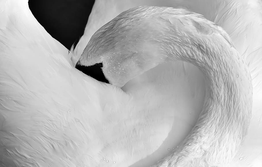 untitled, swan, feather, plumage, black and white, water bird, nature, animal, schwimmvogel, pride