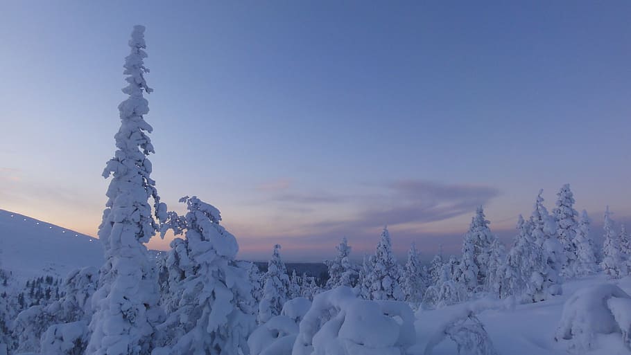 snow covered trees, finland, winter, snow, snowy, arctic circle, lapland, cold temperature, scenics - nature, beauty in nature