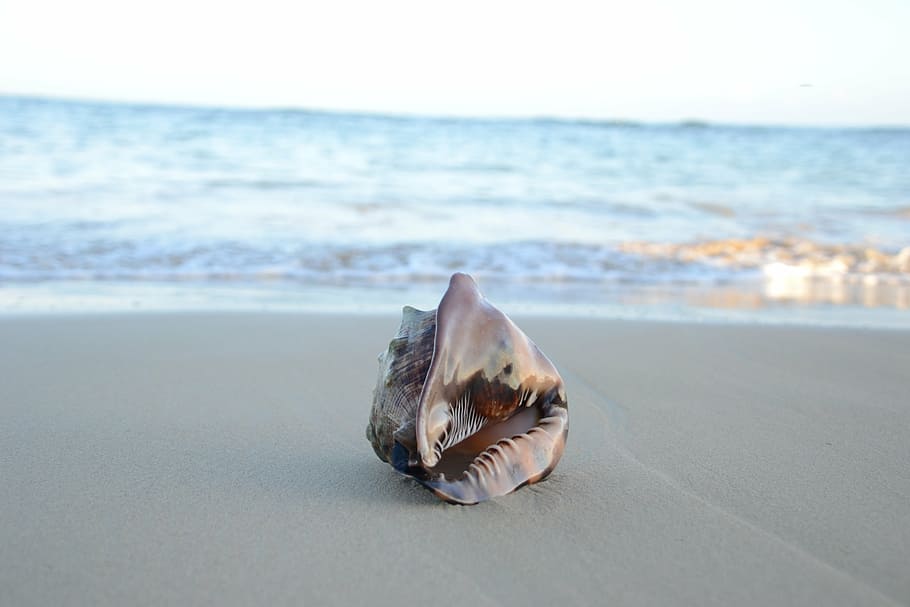 brown, conch, seashore, seashell on beach, sand, beach, shell, summer, sea, seashell