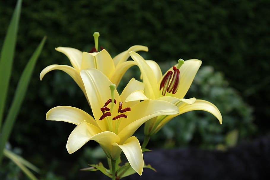 Fawn Lily. Yellow Lily. Бледно желтые лилии. Лилия белая, желтая, малиновая.