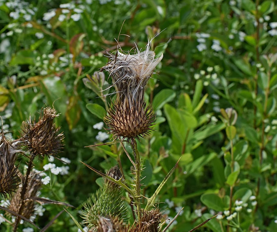 Common Thistle, Down, Seeds, Wildflower, common thistle down, flower, blossom, bloom, meadow, nature