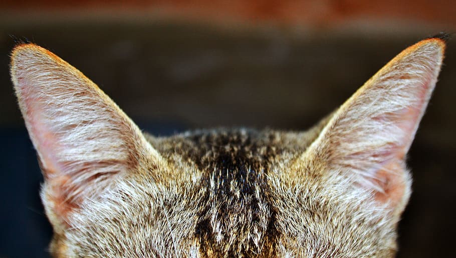 cat, ear, zoom, unique, animal, pet, ears, cute, domestic, fur
