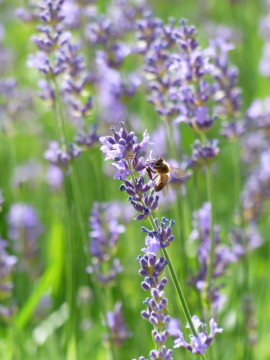lavender, lavender flowers, bee, pollination, insect, purple, violet, inflorescence, true lavender, narrow leaf lavender