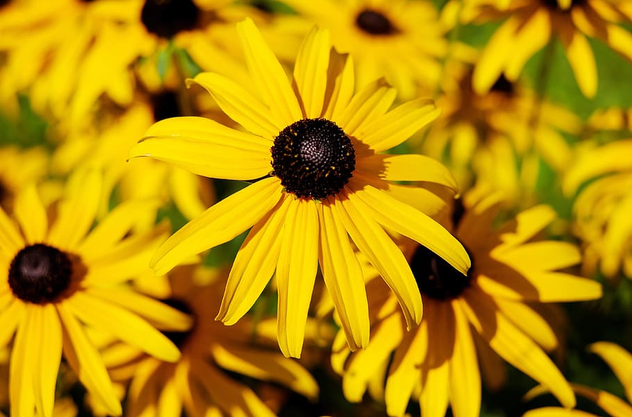 yellow flowering plants, flower, sun hat, ordinary sonnenhut, flowers, yellow, garden, flowering plant, coneflower, black-eyed susan