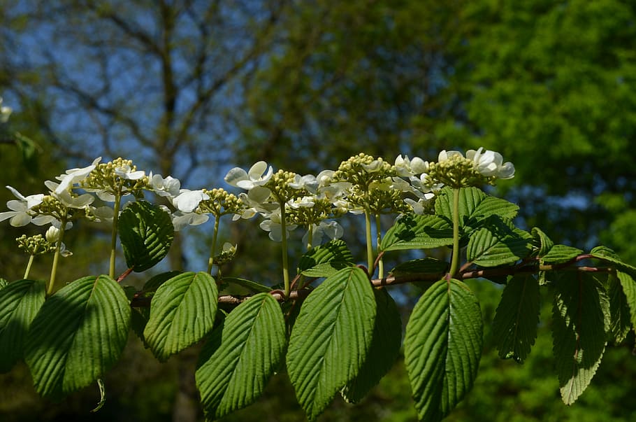 chestnut tree, inflorescence, chestnut blossom, nature, leaf, tree, plant, summer, growth, beauty in nature